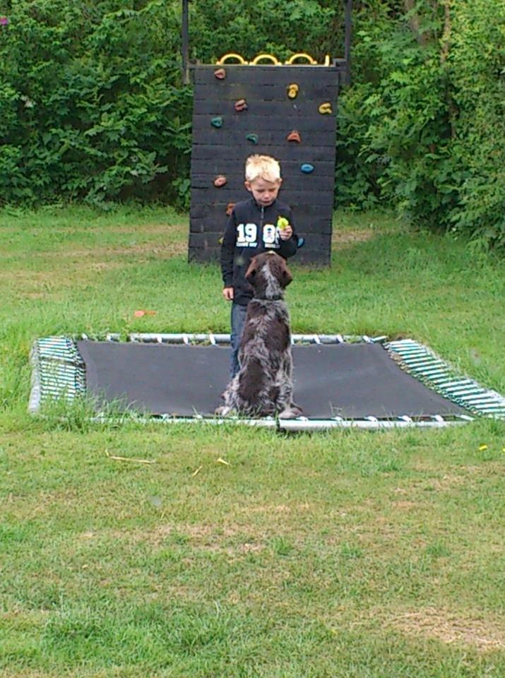 Ruhåret hønsehund Herman Kærholt - skal vi dele billede 7