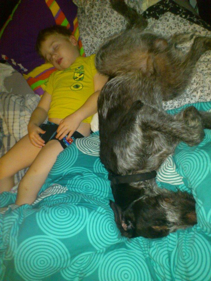 Ruhåret hønsehund Herman Kærholt - sådan sover rigtige mænd billede 8