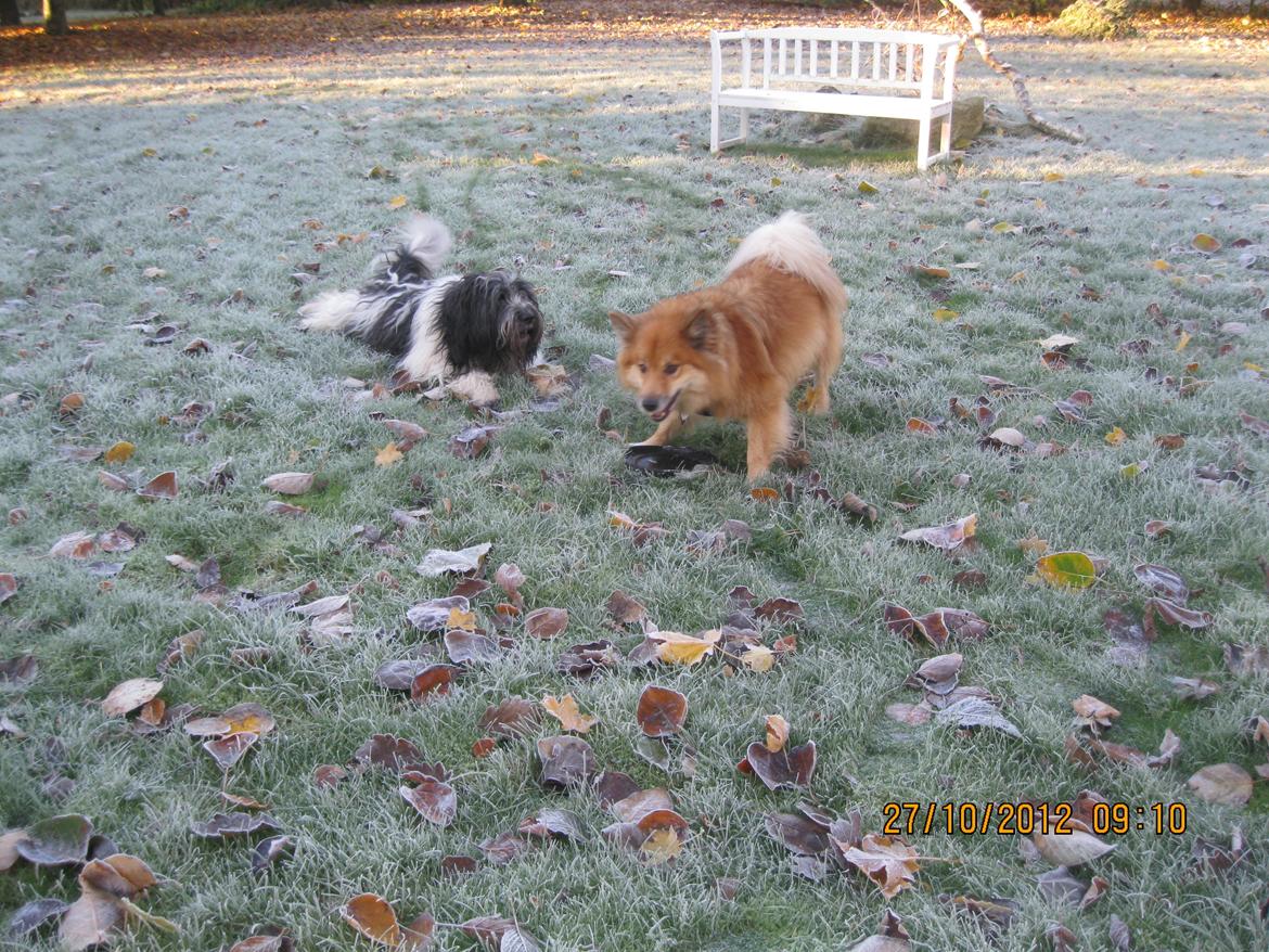 Schapendoes Axel billede 3