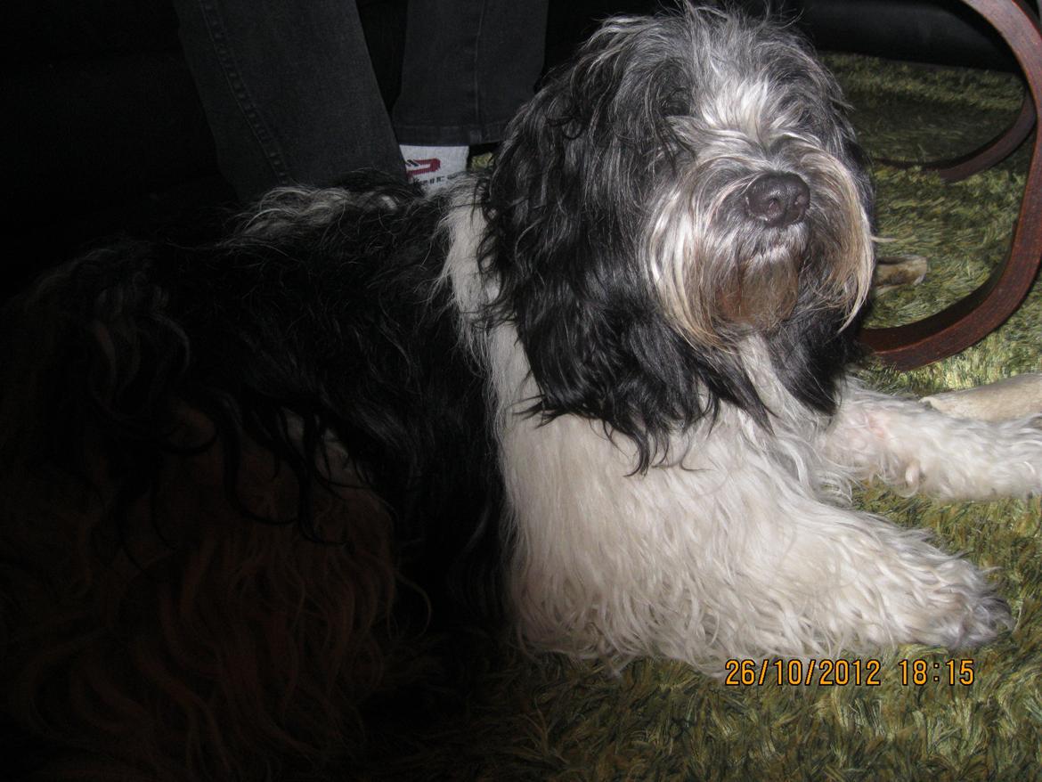 Schapendoes Axel billede 4