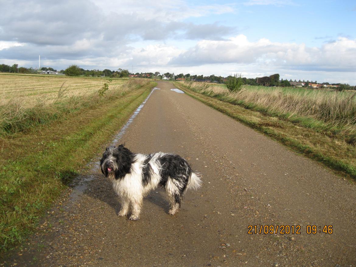 Schapendoes Axel billede 5