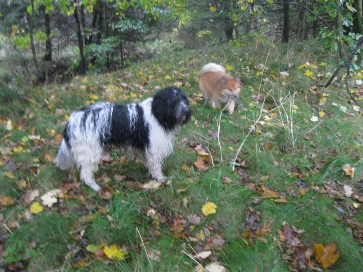 Schapendoes Axel billede 6