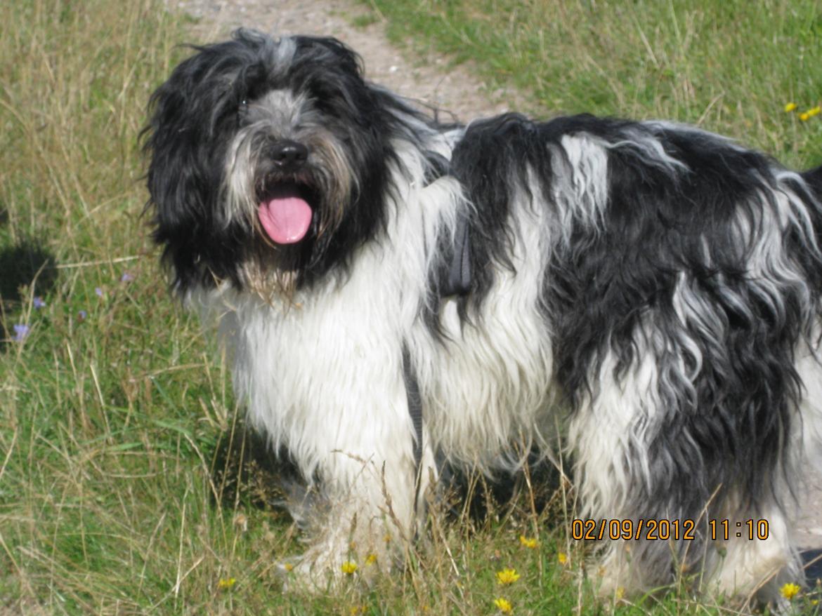 Schapendoes Axel billede 2