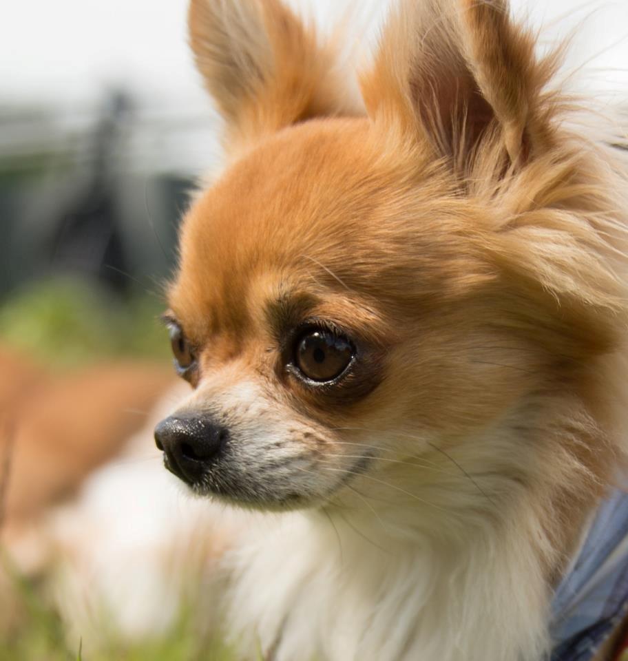 Chihuahua Valentino - Smuksak <3 billede 17