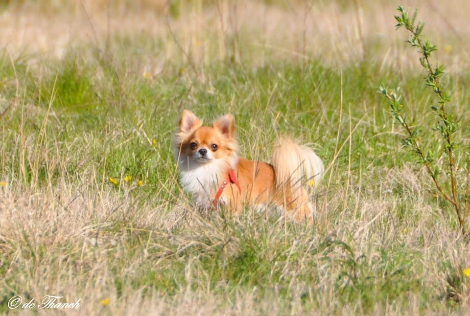 Chihuahua Valentino billede 18