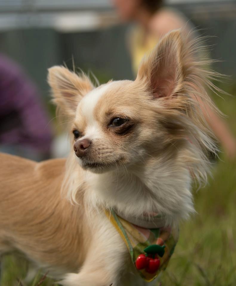 Chihuahua Chiboel's Dancing Matilde billede 4