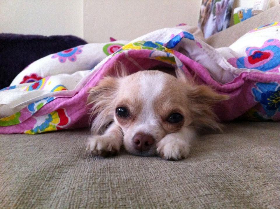 Chihuahua Chiboel's Dancing Matilde billede 6