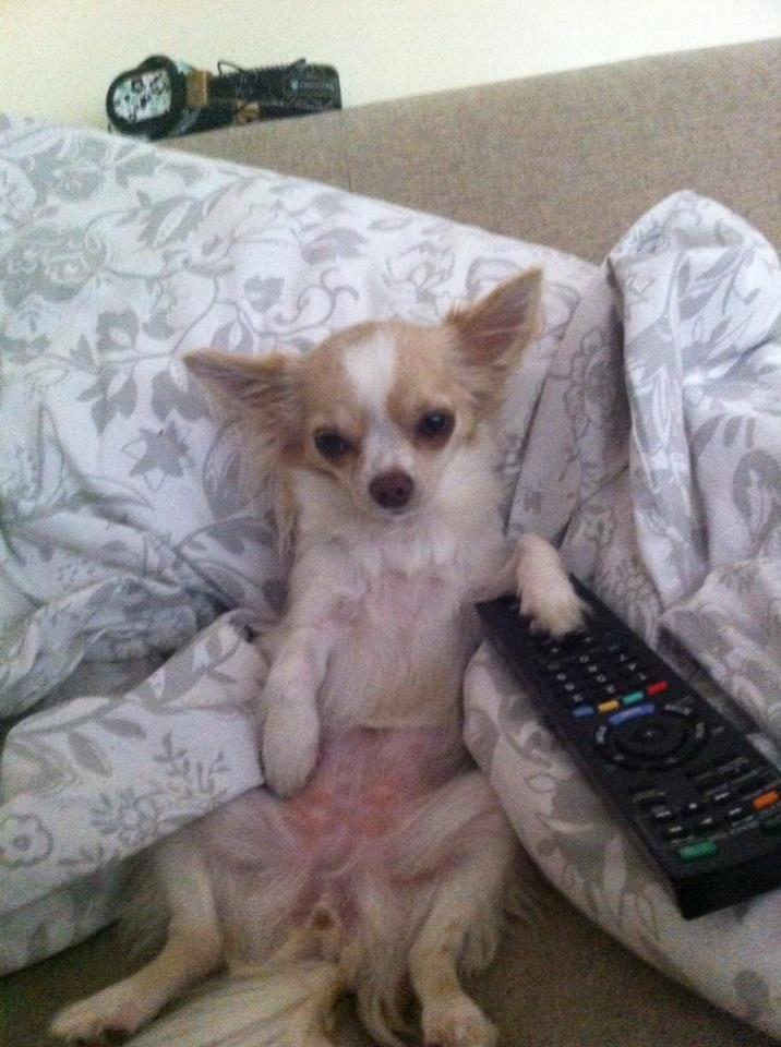 Chihuahua Chiboel's Dancing Matilde - Hvad skal man vælge på en lazy sunday afternoon?! billede 7