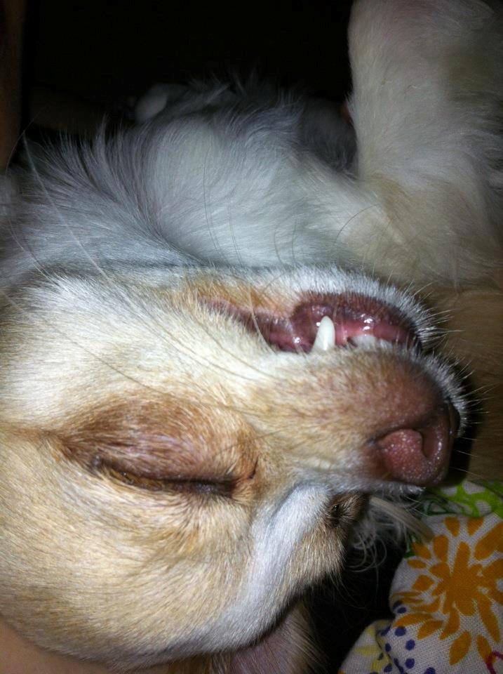 Chihuahua Chiboel's Dancing Matilde billede 8