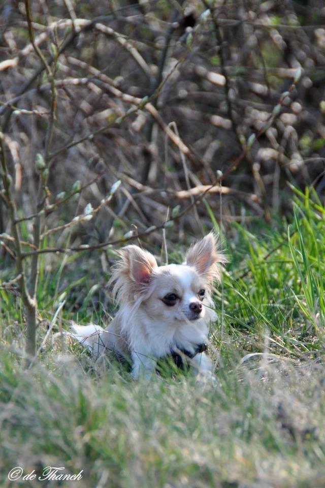 Chihuahua Chiboel's Dancing Matilde billede 9