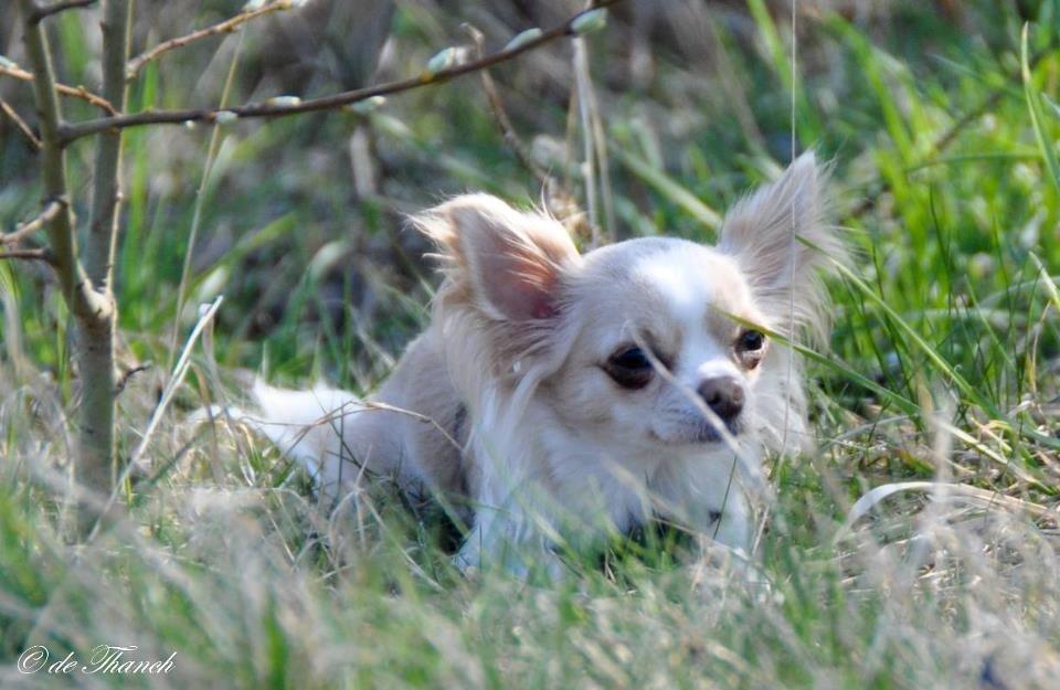 Chihuahua Chiboel's Dancing Matilde billede 10
