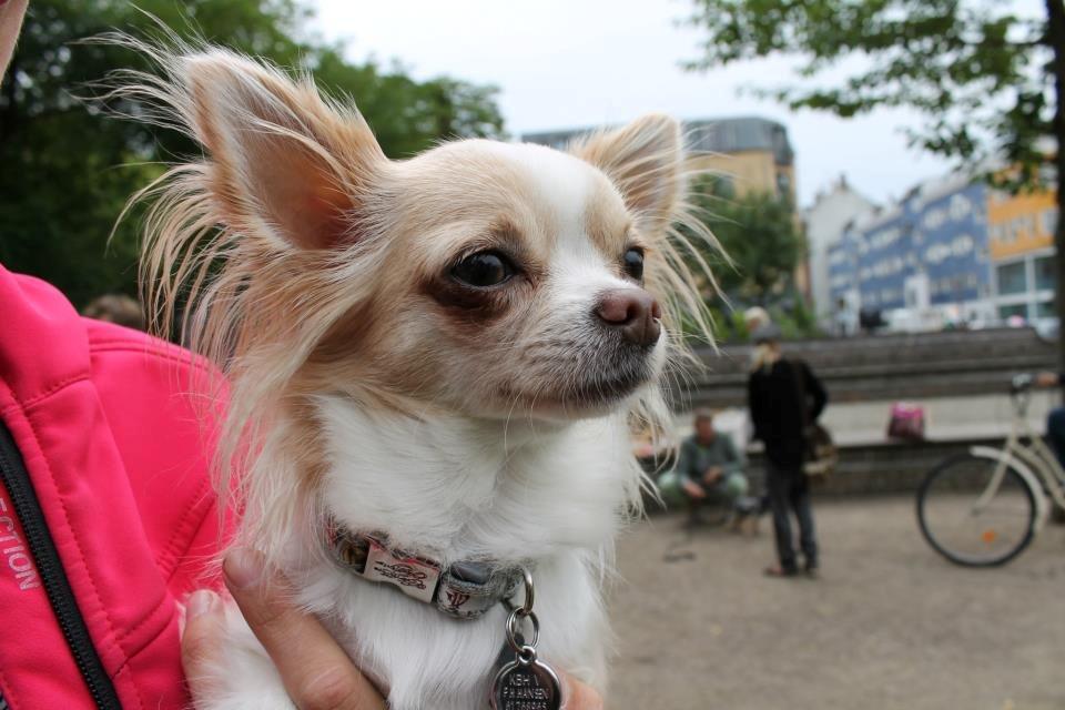 Chihuahua Chiboel's Dancing Matilde billede 12