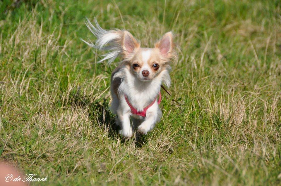 Chihuahua Chiboel's Dancing Matilde - Chi-træf ved Øresunds metrostation billede 13