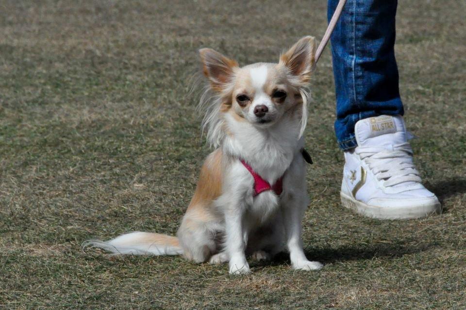 Chihuahua Chiboel's Dancing Matilde billede 17