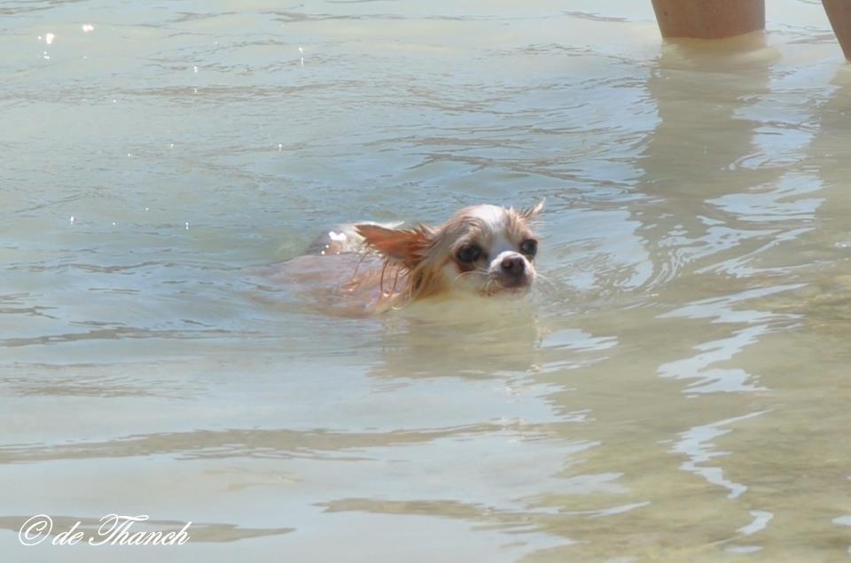 Chihuahua Chiboel's Dancing Matilde - Torpedo Tila, hehe...  billede 15