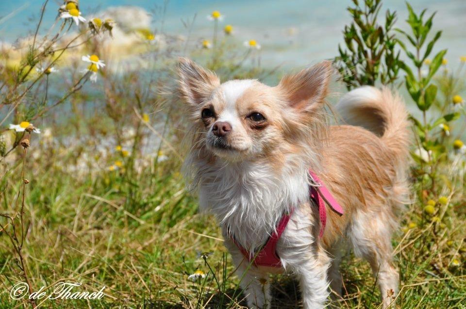Chihuahua Chiboel's Dancing Matilde - Faxe Kalkbrud billede 14