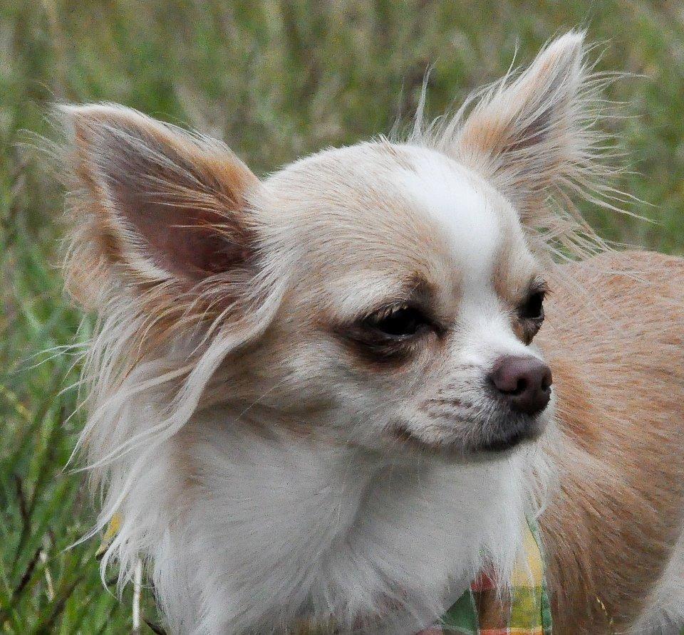 Chihuahua Chiboel's Dancing Matilde billede 11