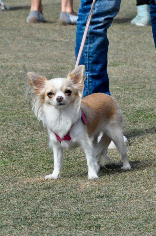 Chihuahua Chiboel's Dancing Matilde - Hundens dag i Tivoli 2012 billede 16
