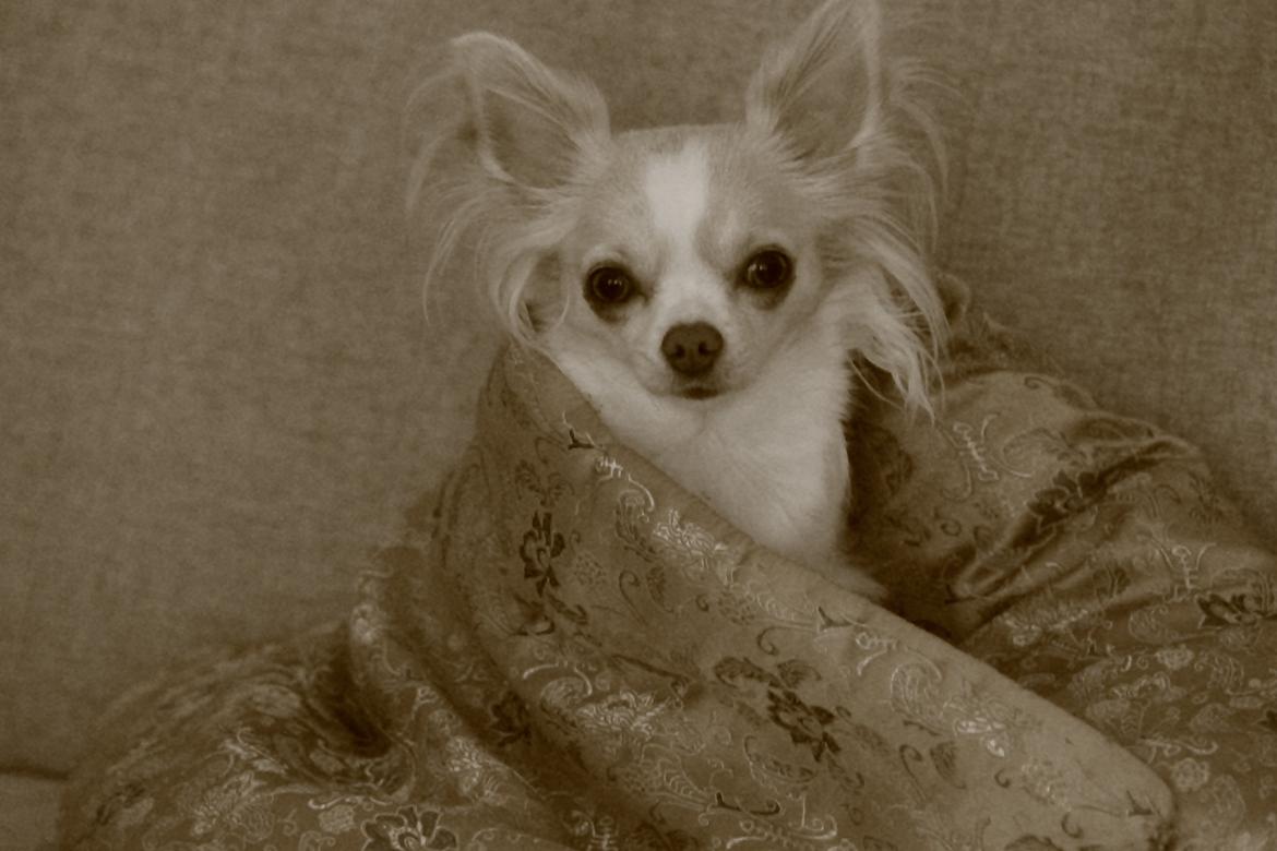 Chihuahua Chiboel's Dancing Matilde - Tila Tequila Chiboel :) billede 1