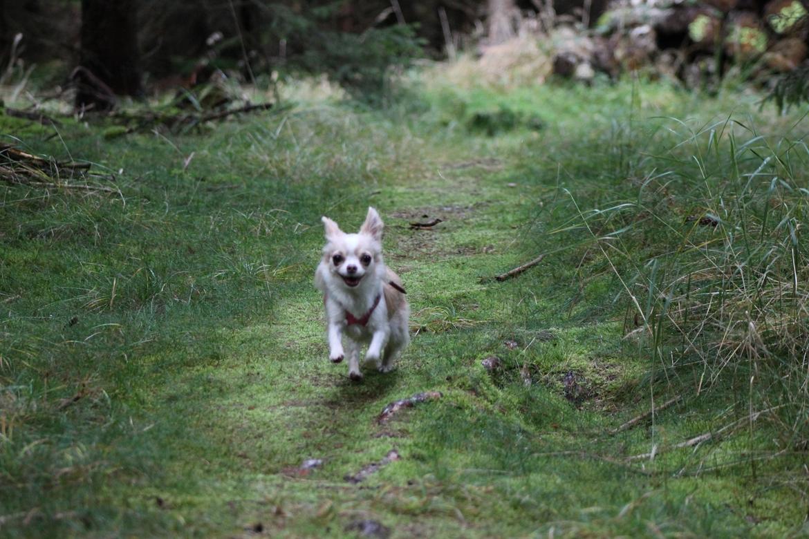 Chihuahua Chiboel's Dancing Matilde - WUHUUU skovtur :D billede 18