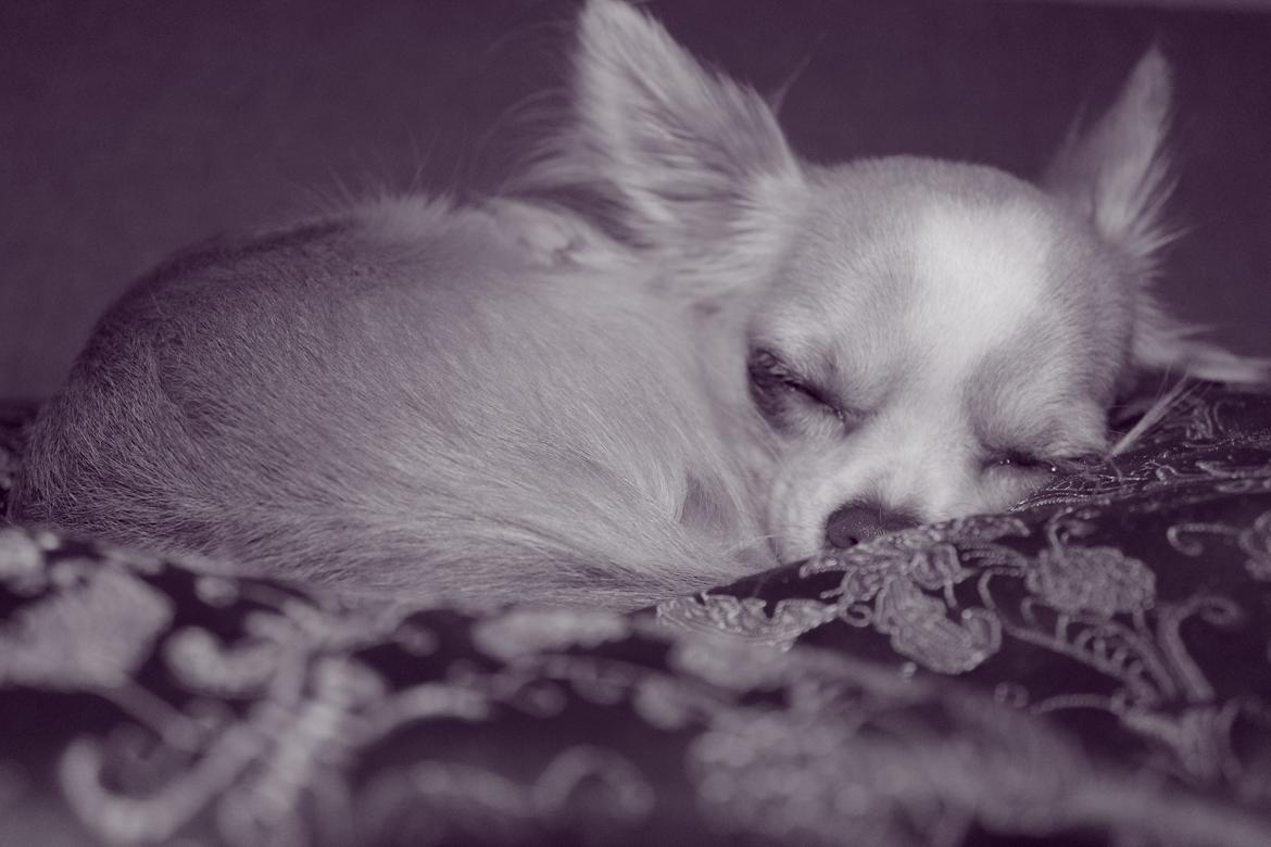 Chihuahua Chiboel's Dancing Matilde billede 19