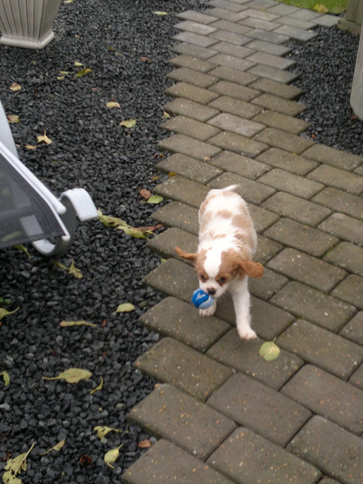 King charles spaniel Charlie billede 1