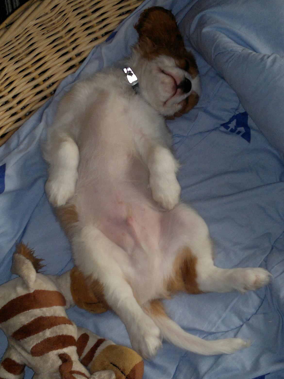 King charles spaniel Charlie billede 2