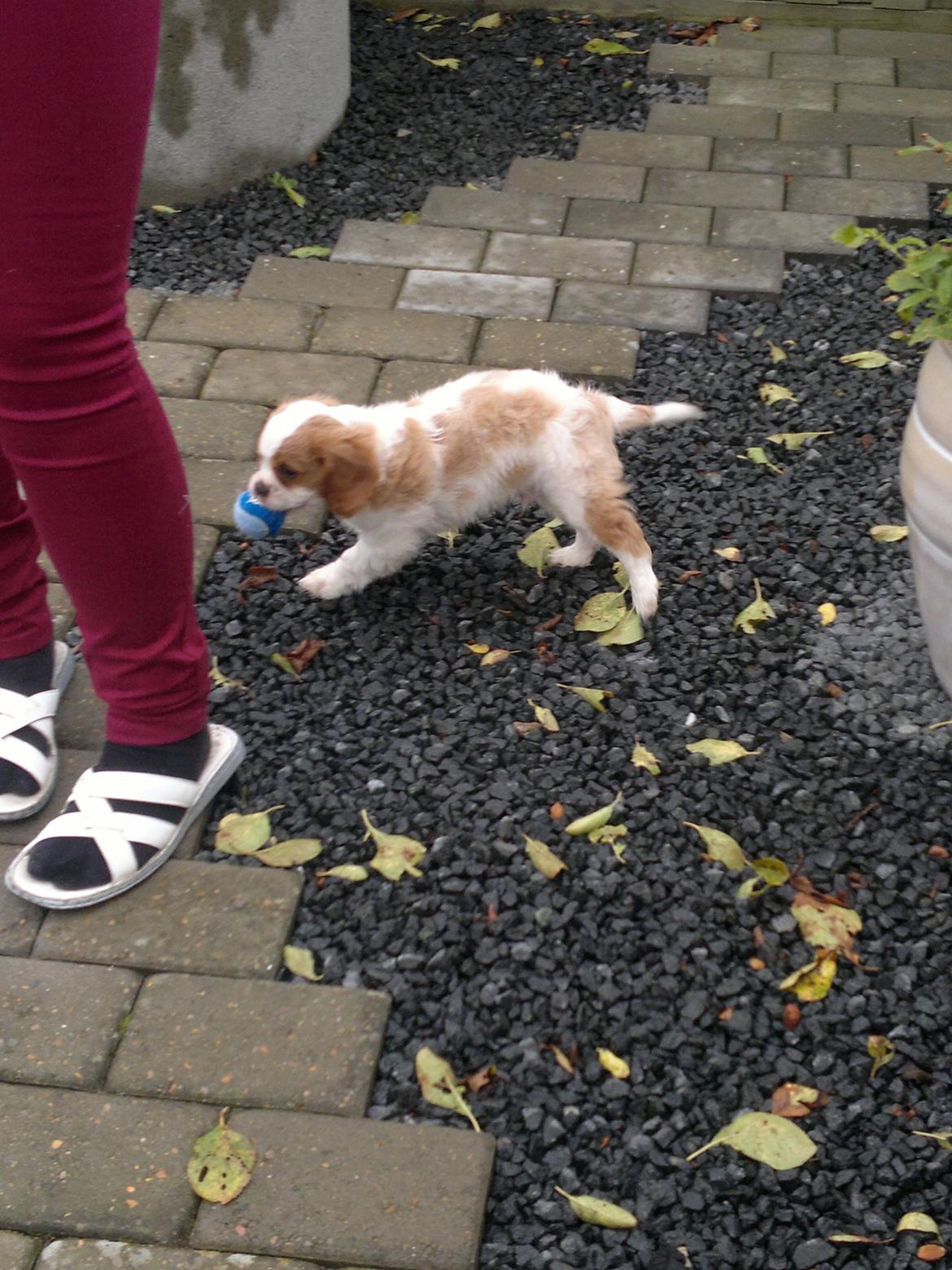 King charles spaniel Charlie billede 3