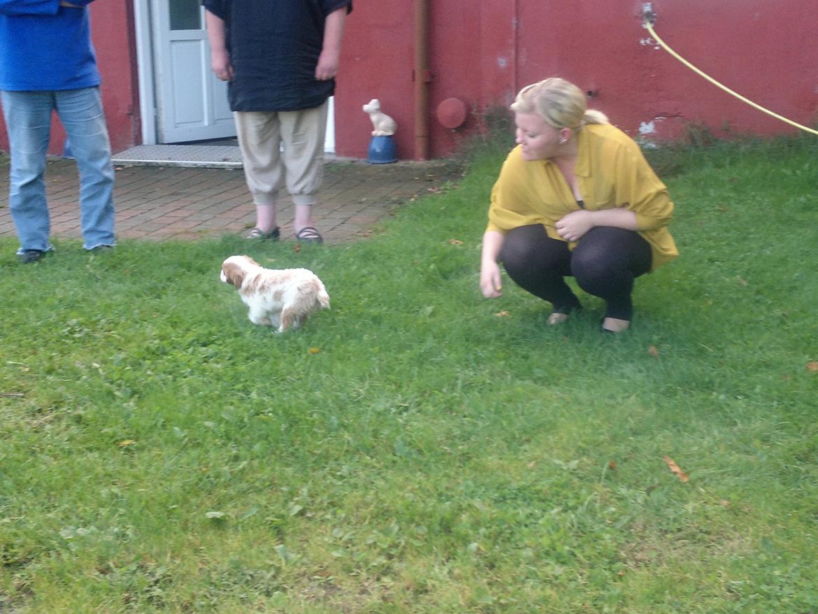 King charles spaniel Charlie billede 4