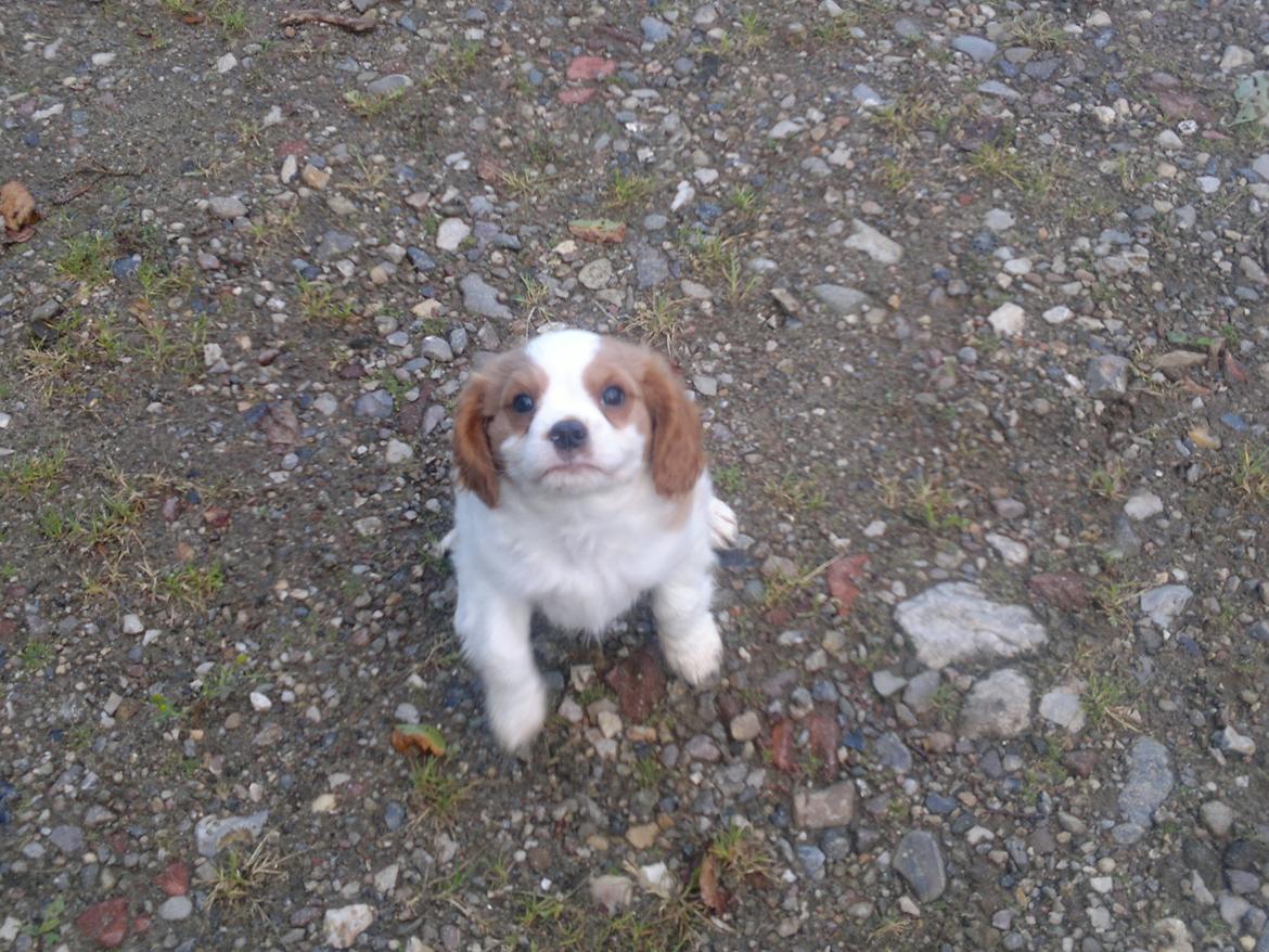 King charles spaniel Charlie billede 5