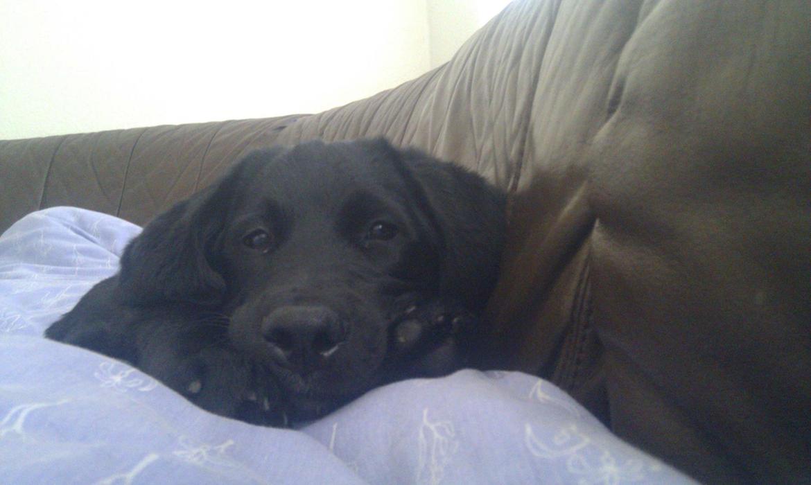 Labrador retriever Trunte - Trunte 16 uger. Sofahygge billede 4