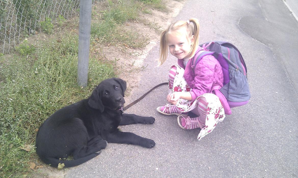 Labrador retriever Trunte - Trunte 13 uger.
Med ude og hente søster fra skole billede 2
