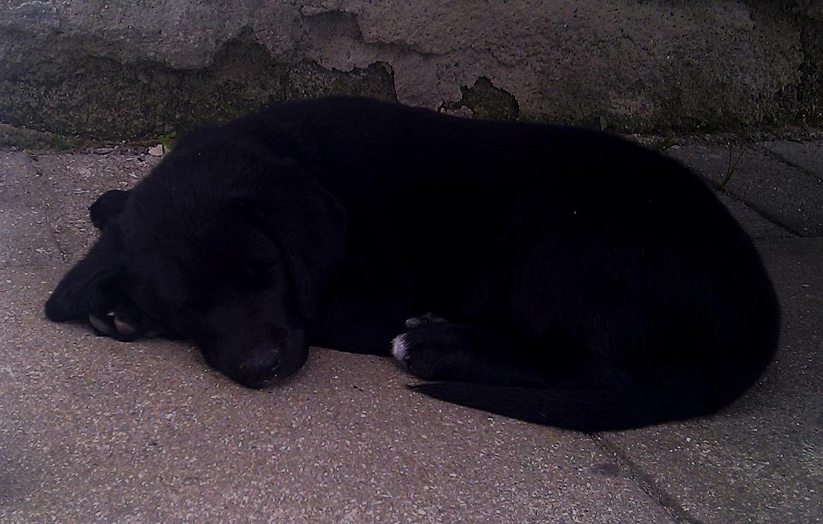 Labrador retriever Trunte - Trunte 11 uger. Første dag hjemme billede 6