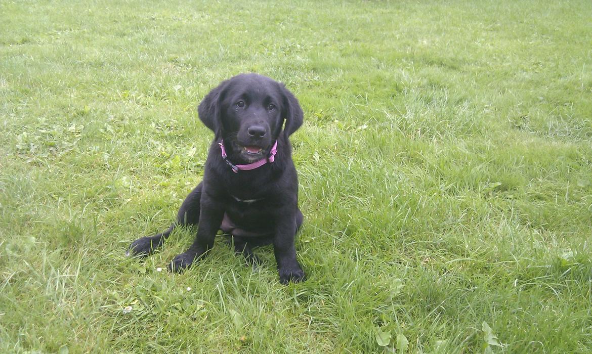 Labrador retriever Trunte - Trunte 12 uger. I haven billede 7