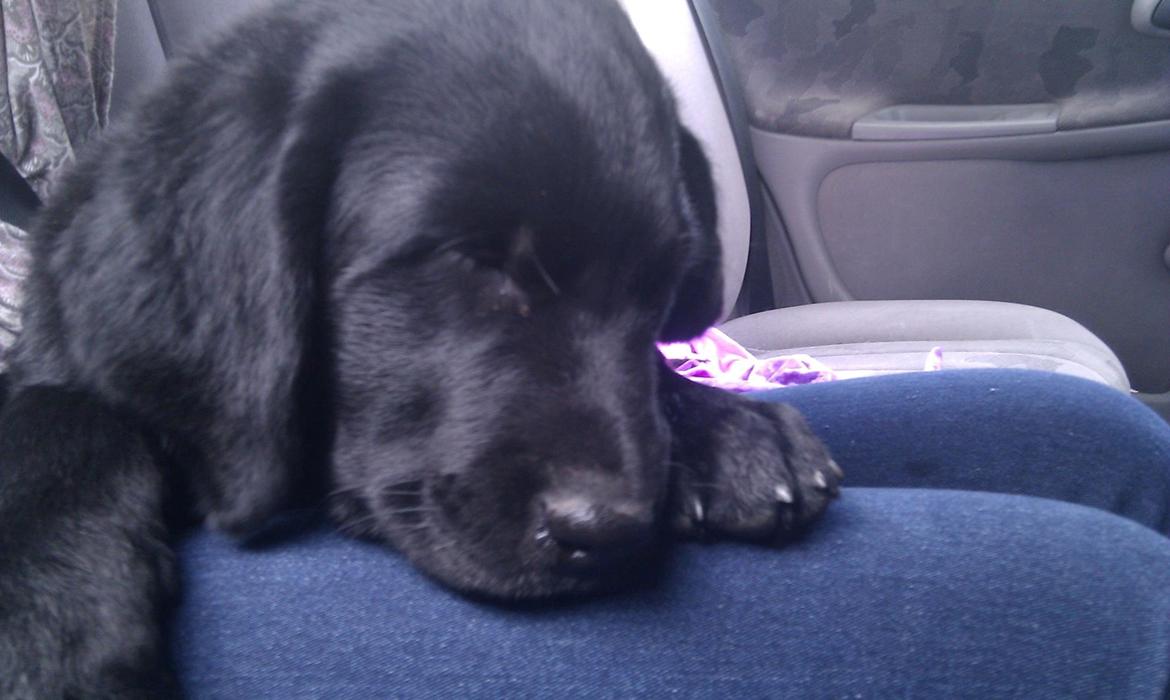 Labrador retriever Trunte - Trunte 11 uger. På vej hjem til sin nye familie billede 3