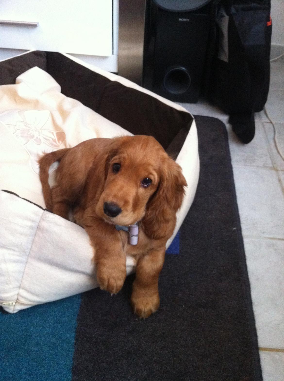 Cocker spaniel Kaylee billede 18