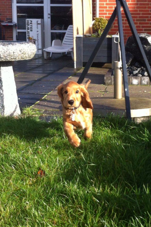 Cocker spaniel Kaylee billede 19