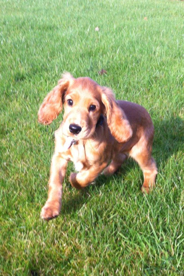 Cocker spaniel Kaylee billede 3