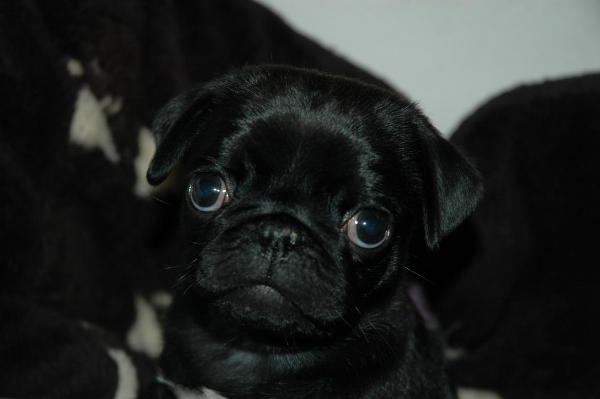 Mops Willow billede 6