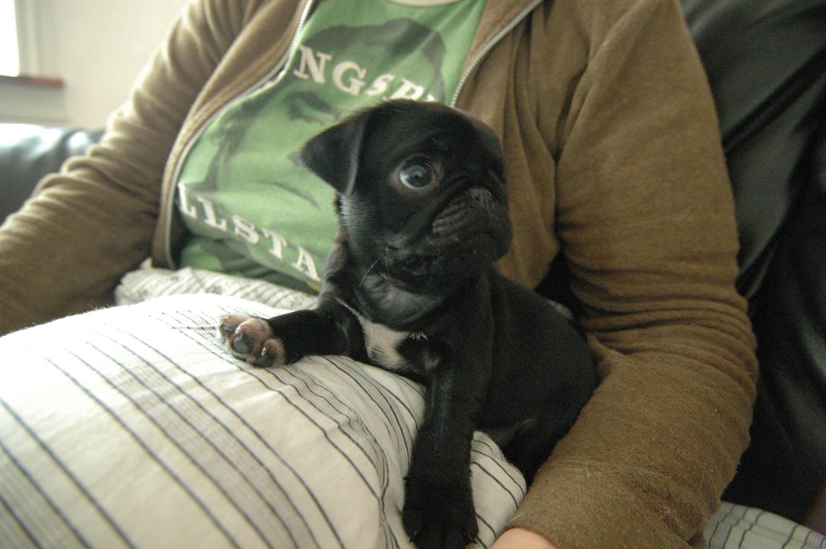 Mops Willow billede 7