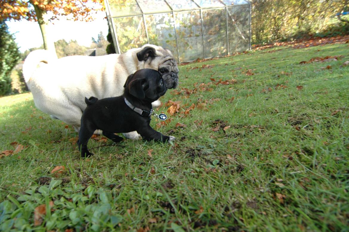 Mops Willow billede 8