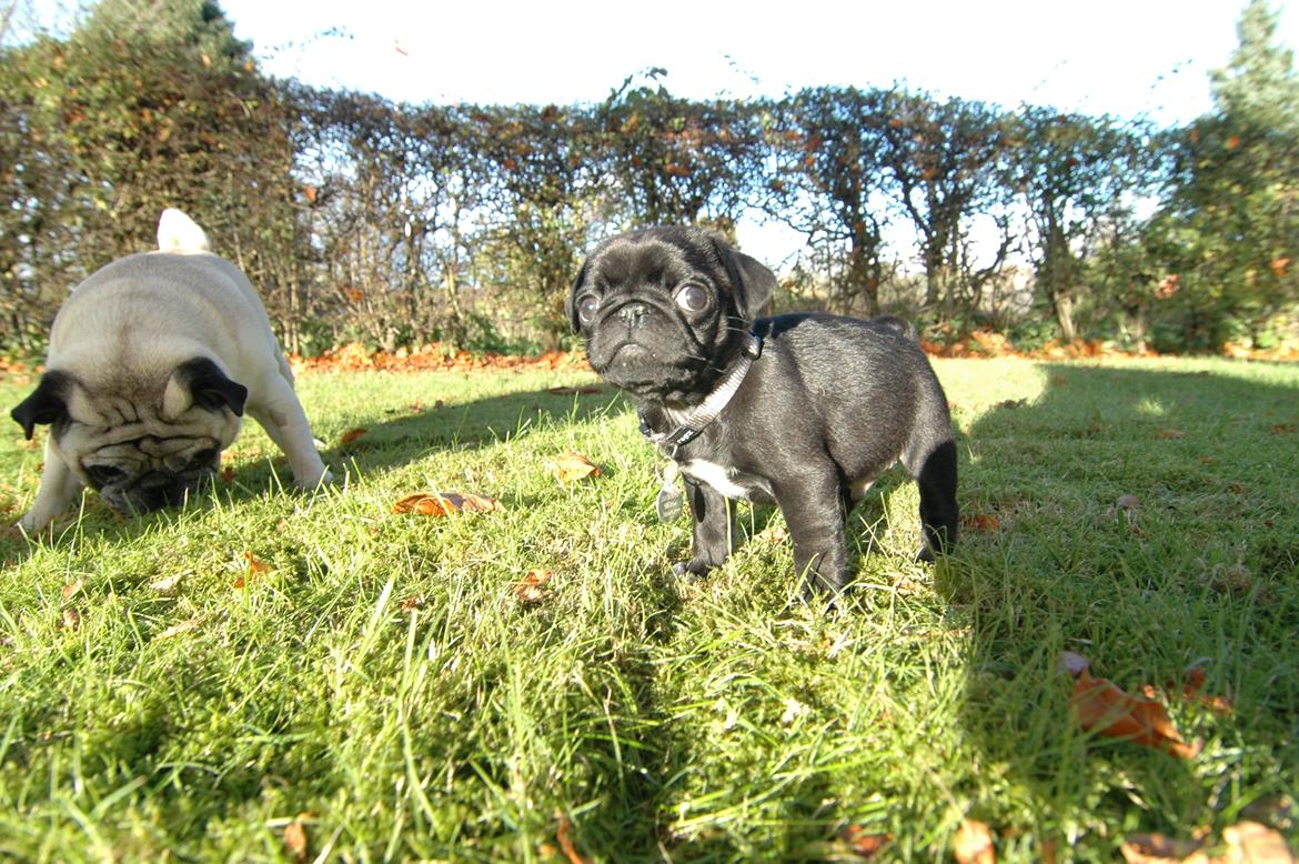 Mops Willow billede 9