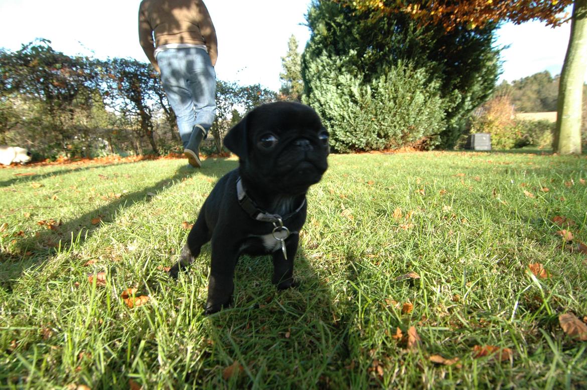 Mops Willow billede 10