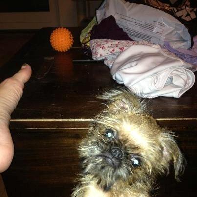 Griffon bruxellois Cody billede 12