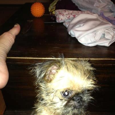 Griffon bruxellois Cody billede 13