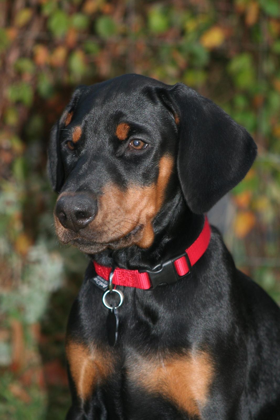 Dobermann Proud Danish Fancy Face(Chica) - 31.10.12... billede 9