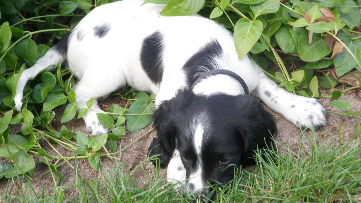 Field Trial spaniel Bella billede 1