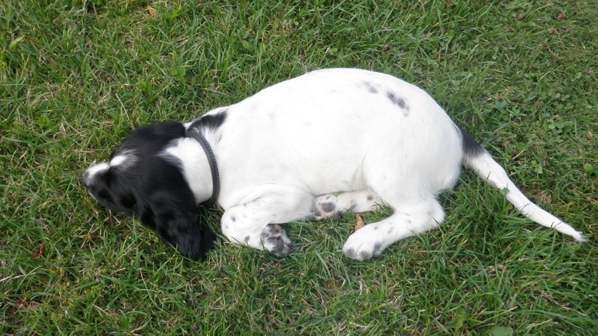 Field Trial spaniel Bella billede 2