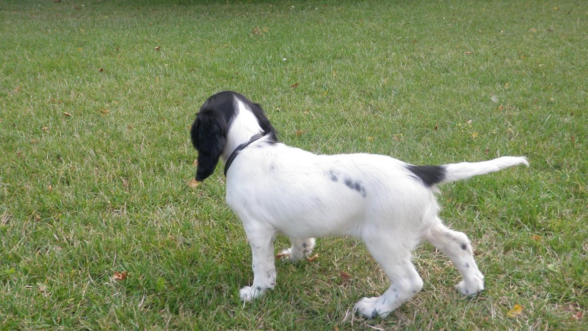 Field Trial spaniel Bella billede 3