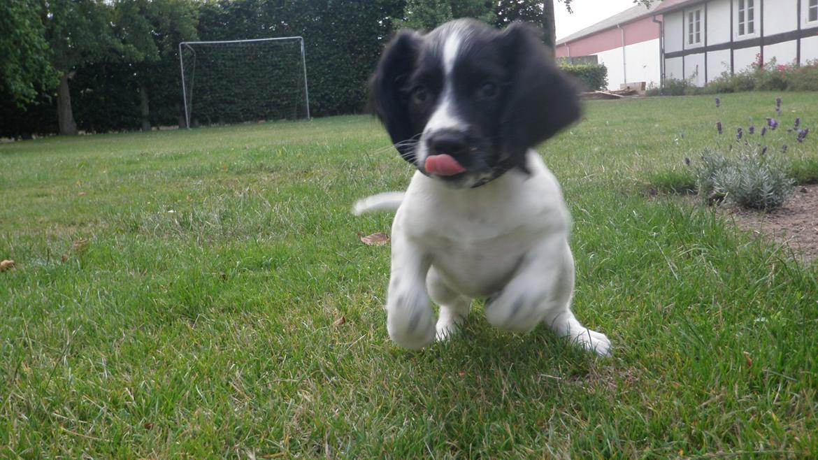 Field Trial spaniel Bella billede 4